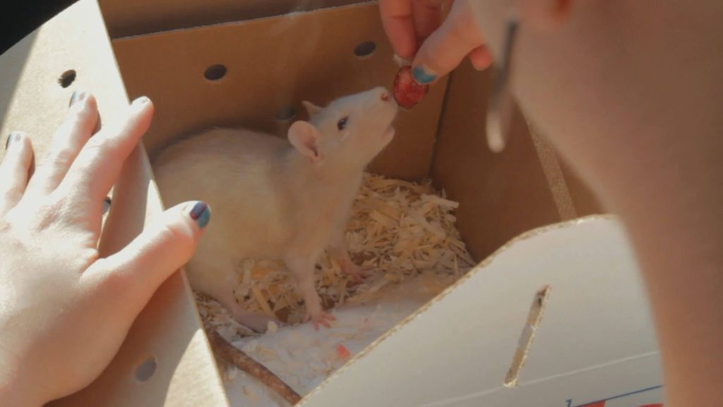 ‘Fupa’: A Documentary On An Adorable Pet