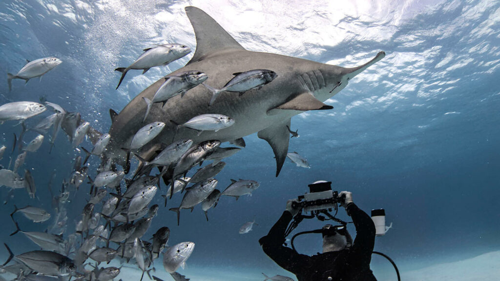 Wild on Screen: Behind the Scenes with Directors Who Turned Animals into Movie Stars