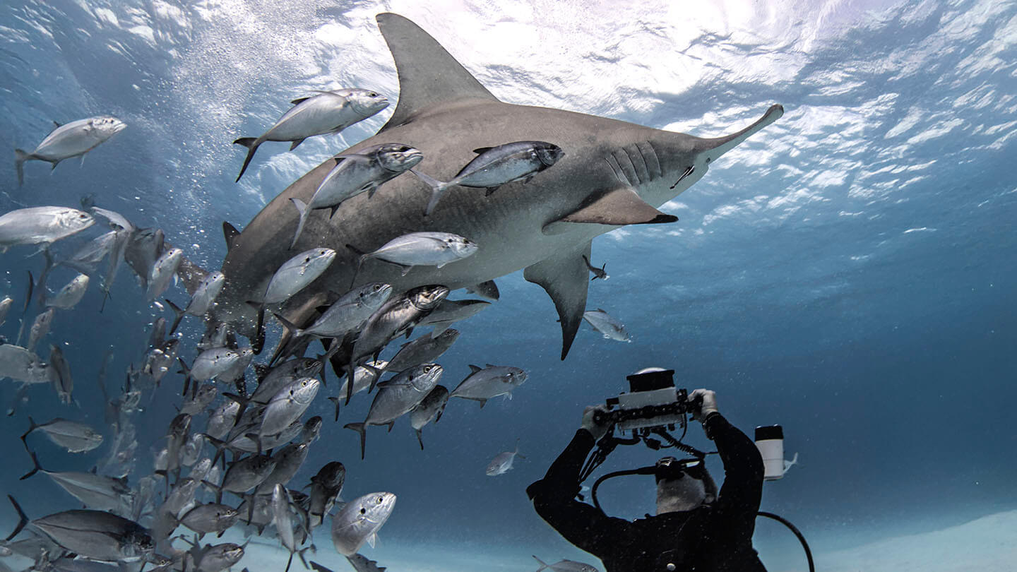 Wild on Screen - Behind the Scenes with Directors Who Turned Animals into Movie Stars - Indie Shorts Mag