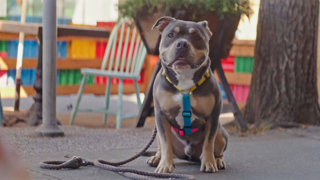 Homeless: Putrid Relationships, Newfound Friendships, and A Lovely Dog Caught in Between